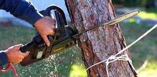 Trusted Black River, NY Tree Care Experts