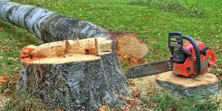 How Our Tree Care Process Works  in  Black River, NY