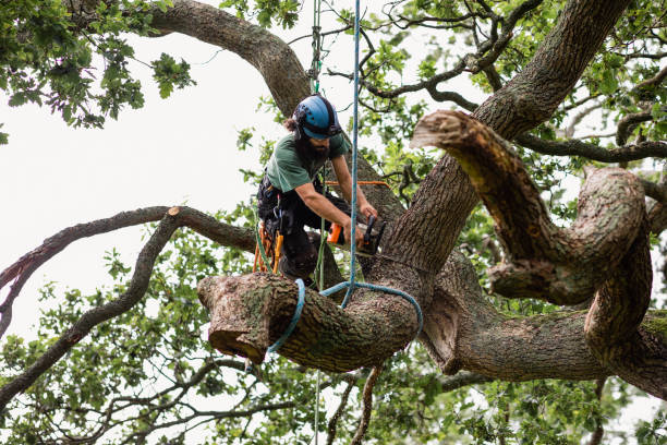 How Our Tree Care Process Works  in  Black River, NY